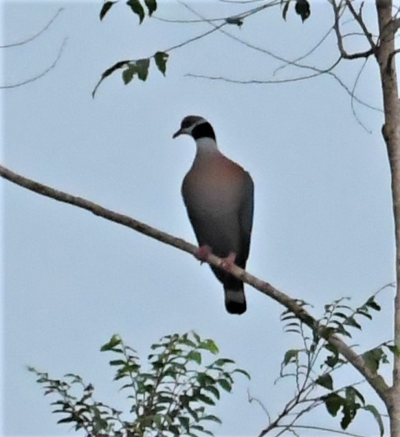 Collared Imperial-Pigeon - ML167057441