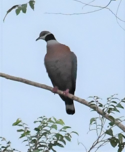 Collared Imperial-Pigeon - ML167057451