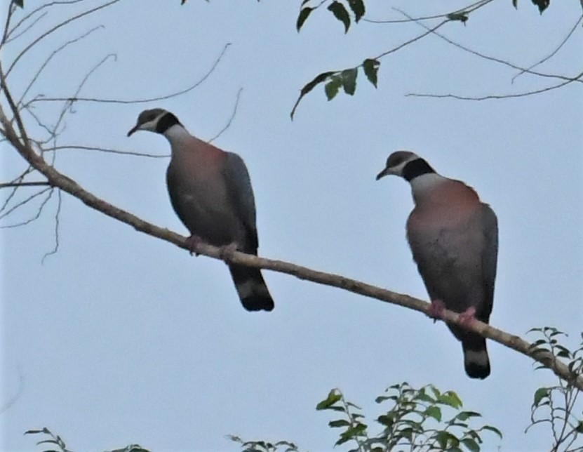 Collared Imperial-Pigeon - ML167057461