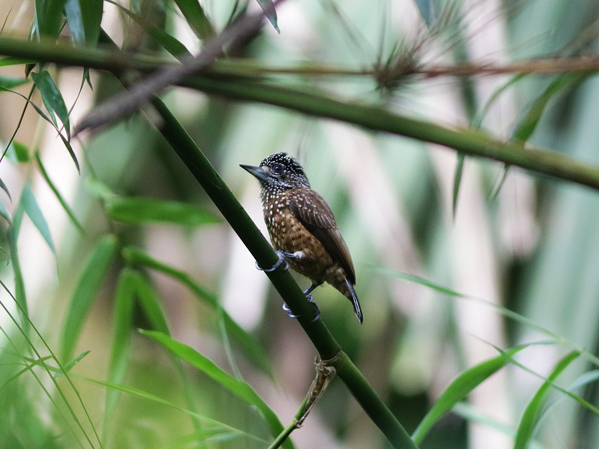 Spotted Piculet - ML167057581
