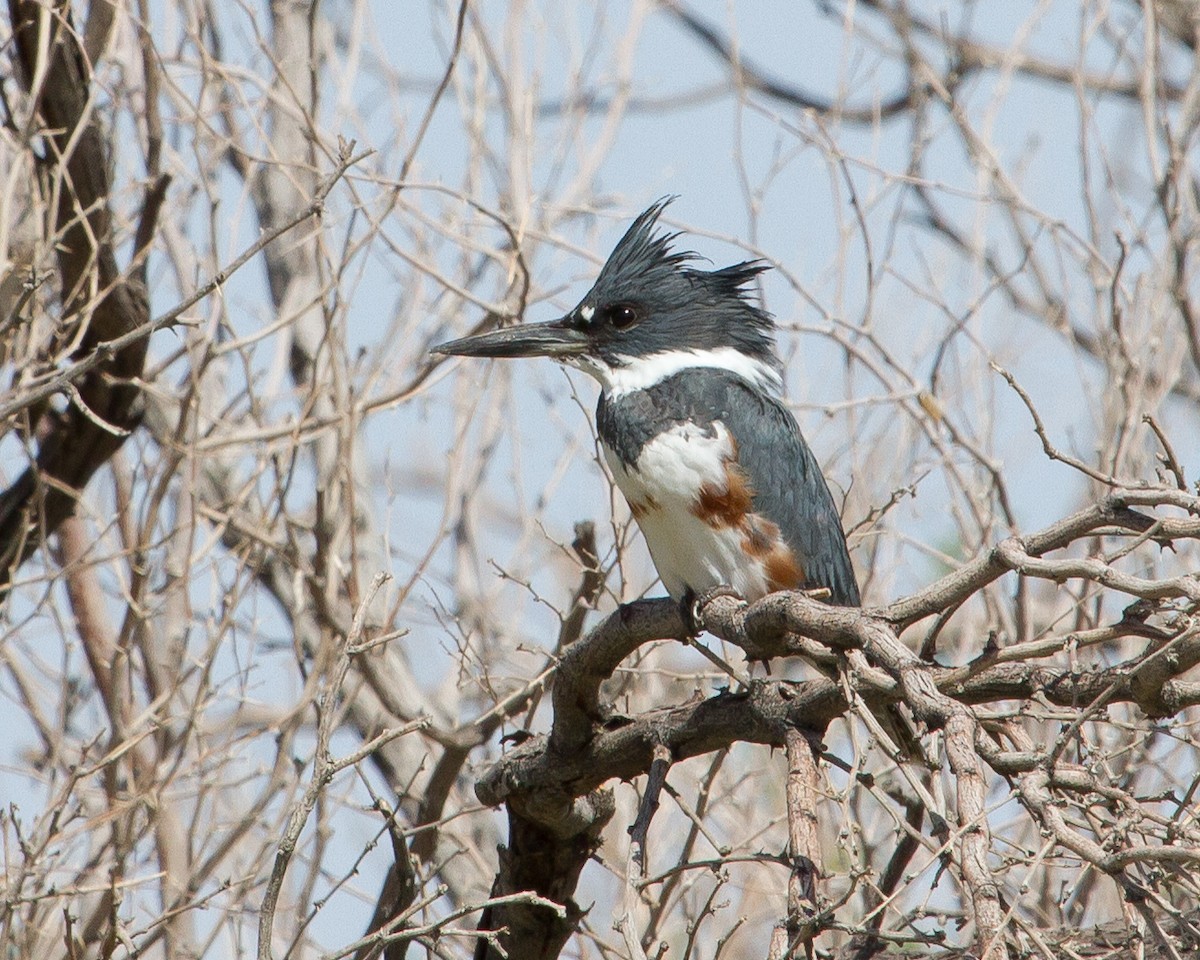 Belted Kingfisher - Patricia Clark