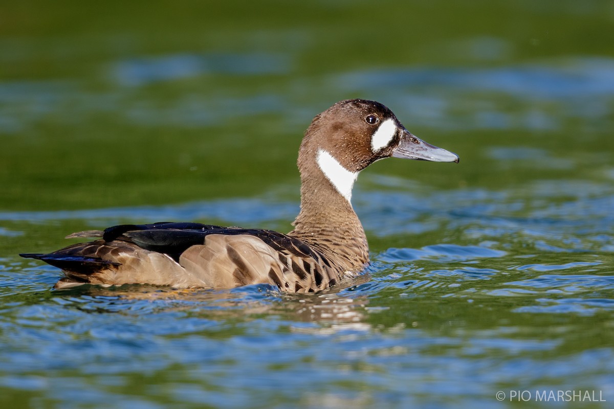 Spectacled Duck - ML167061101