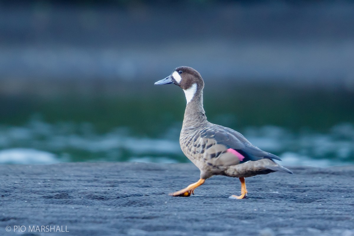 Spectacled Duck - ML167061111