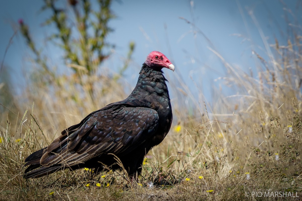 Turkey Vulture - ML167061831