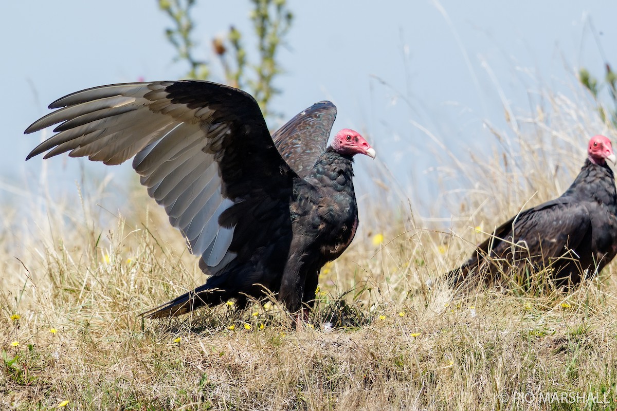Turkey Vulture - ML167061861