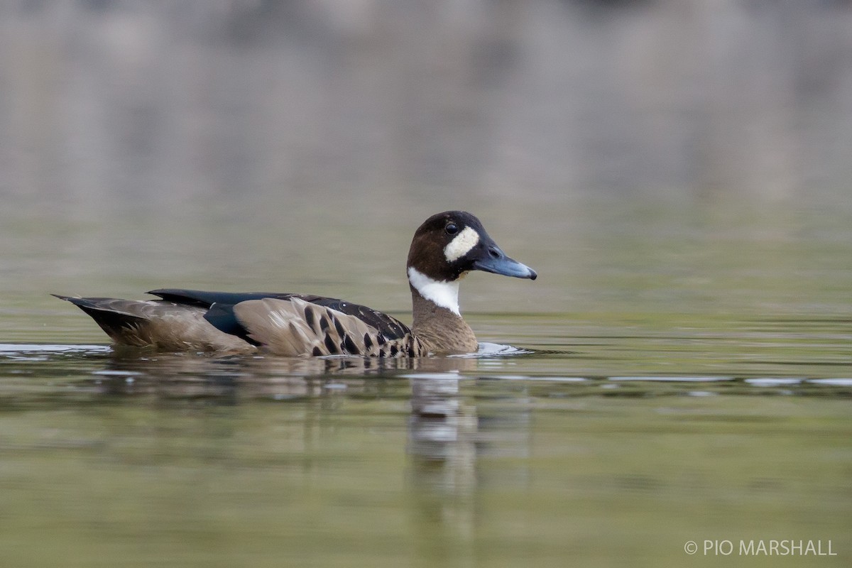 Spectacled Duck - Pio Marshall