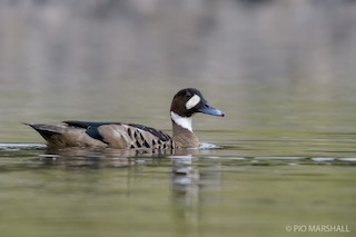 Spectacled Duck, ML167061951