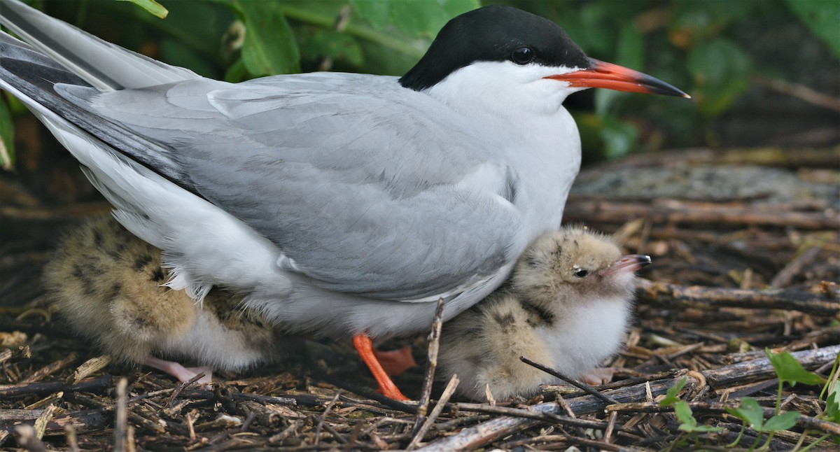 Common Tern - David Hollie