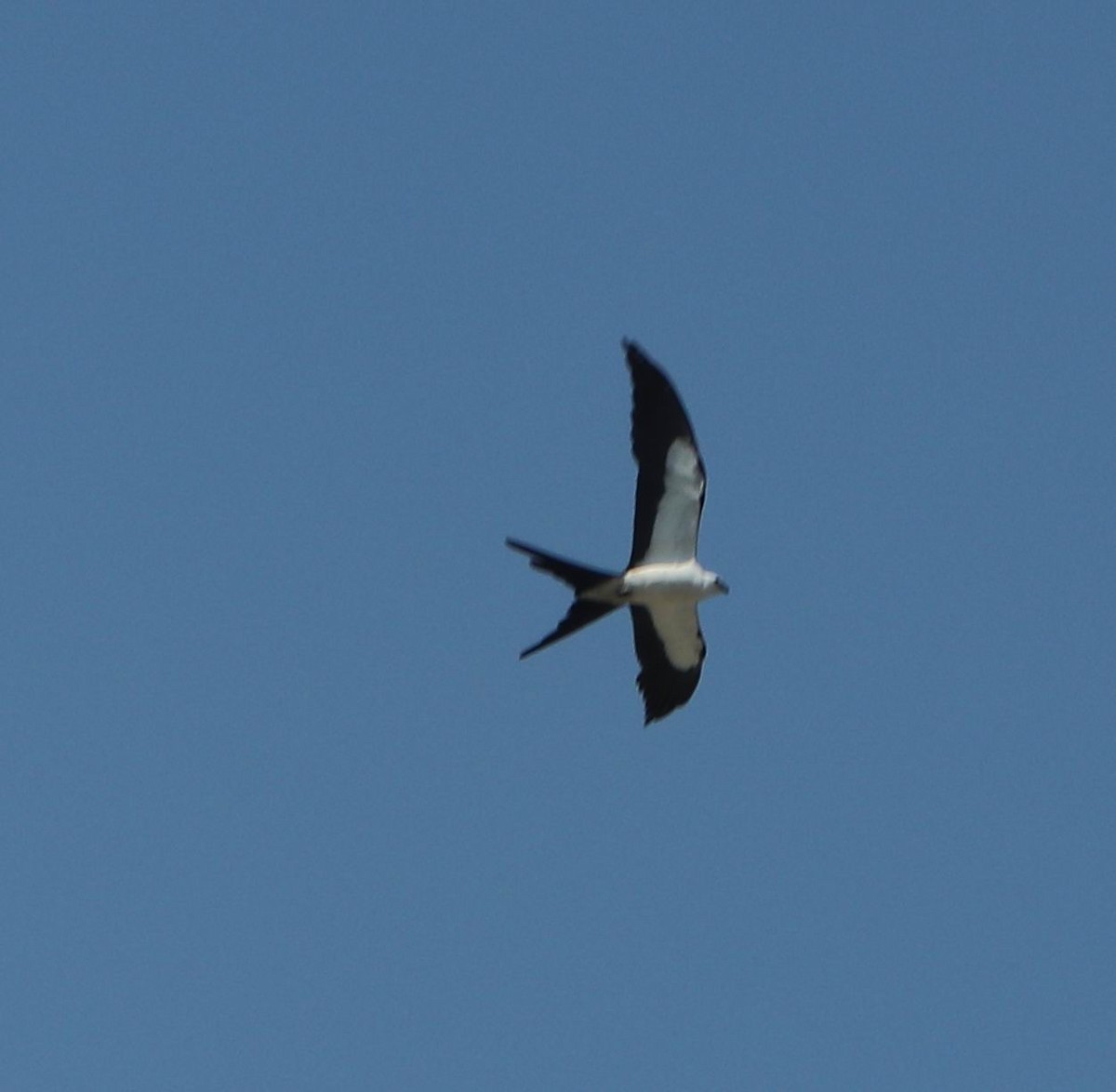 Swallow-tailed Kite - ML167063901