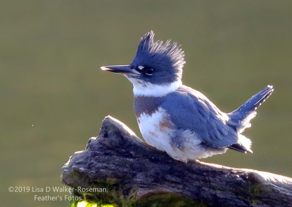 Belted Kingfisher - ML167064661