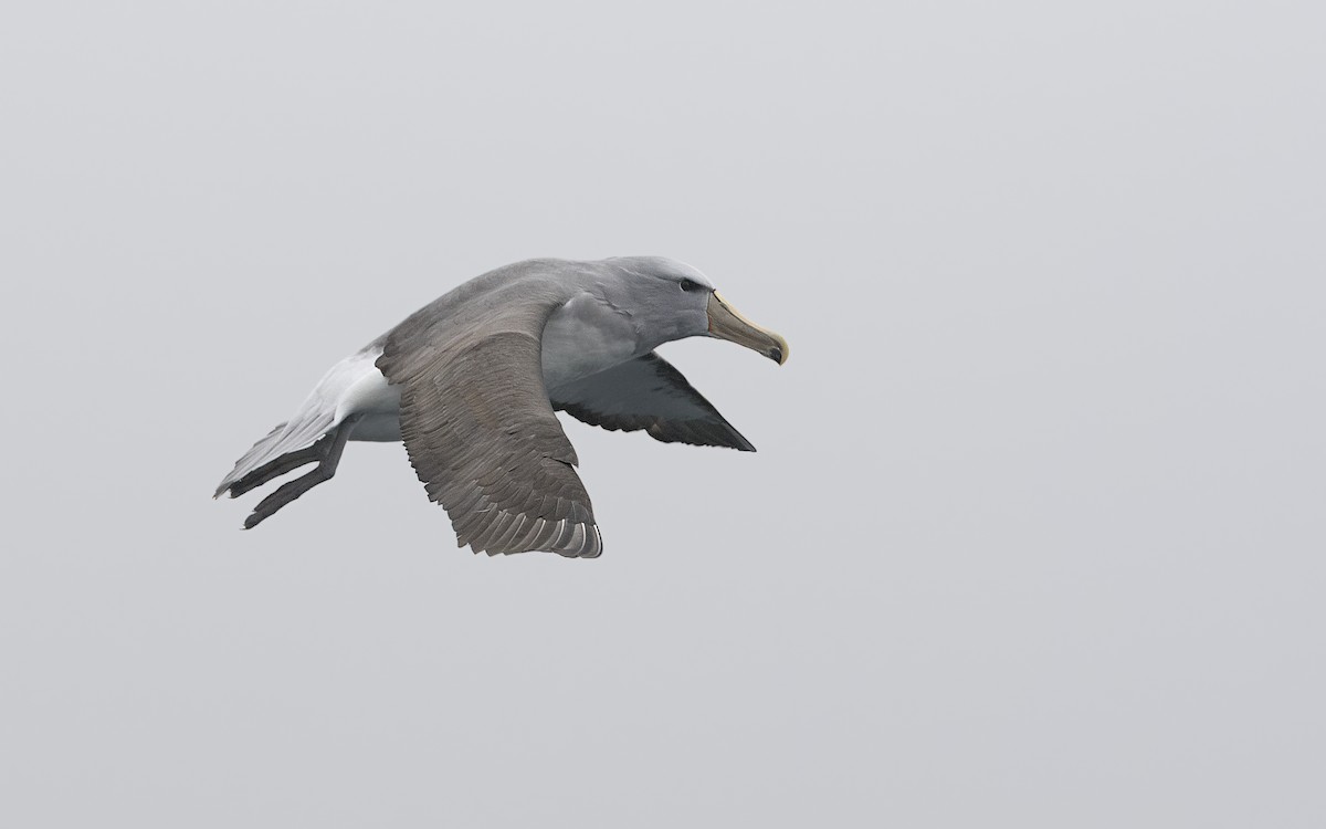 albatros snarský - ML167066411