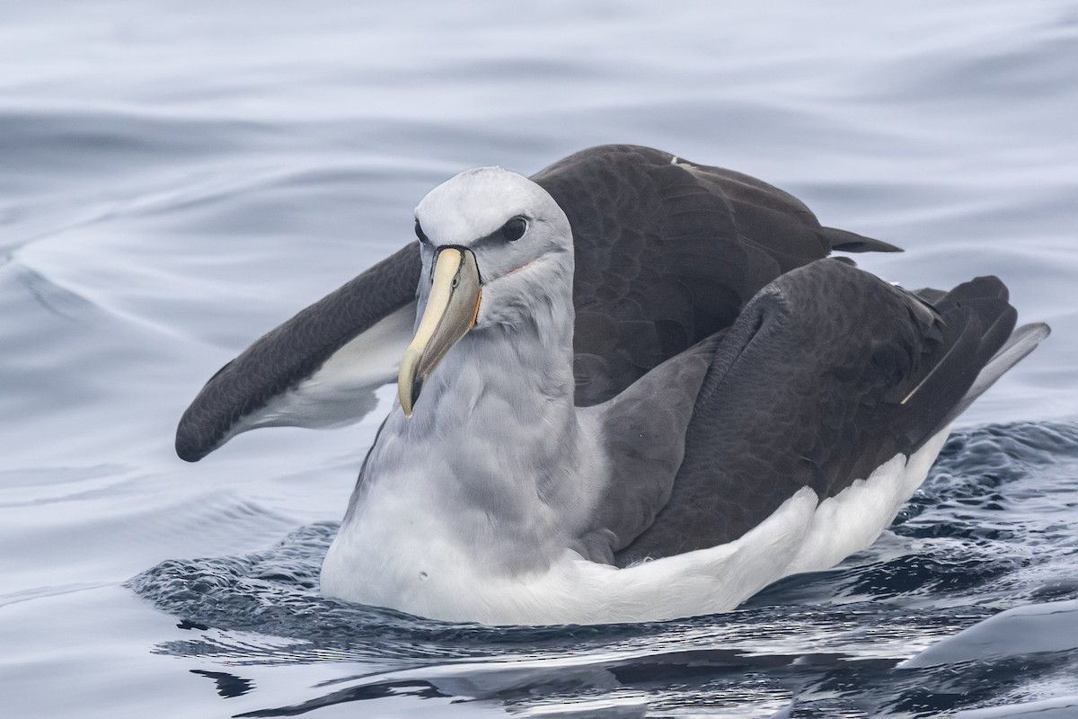 albatros snarský - ML167066421