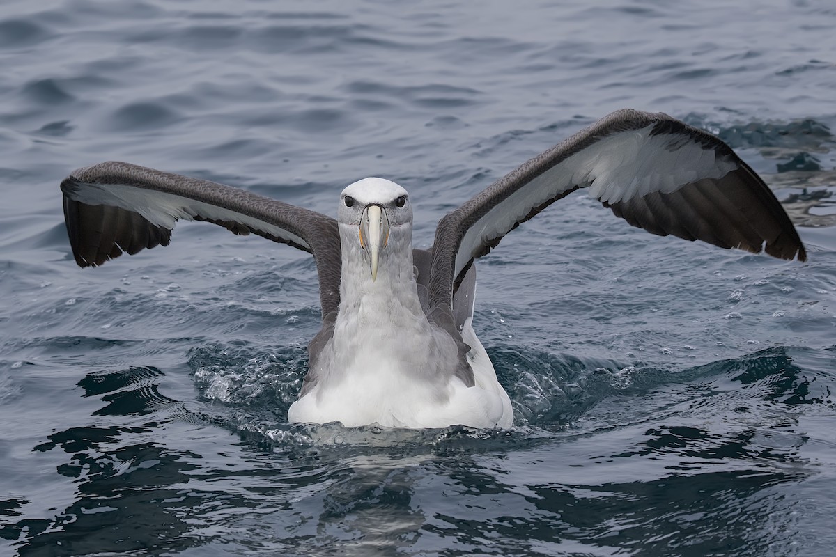 albatros snarský - ML167066431