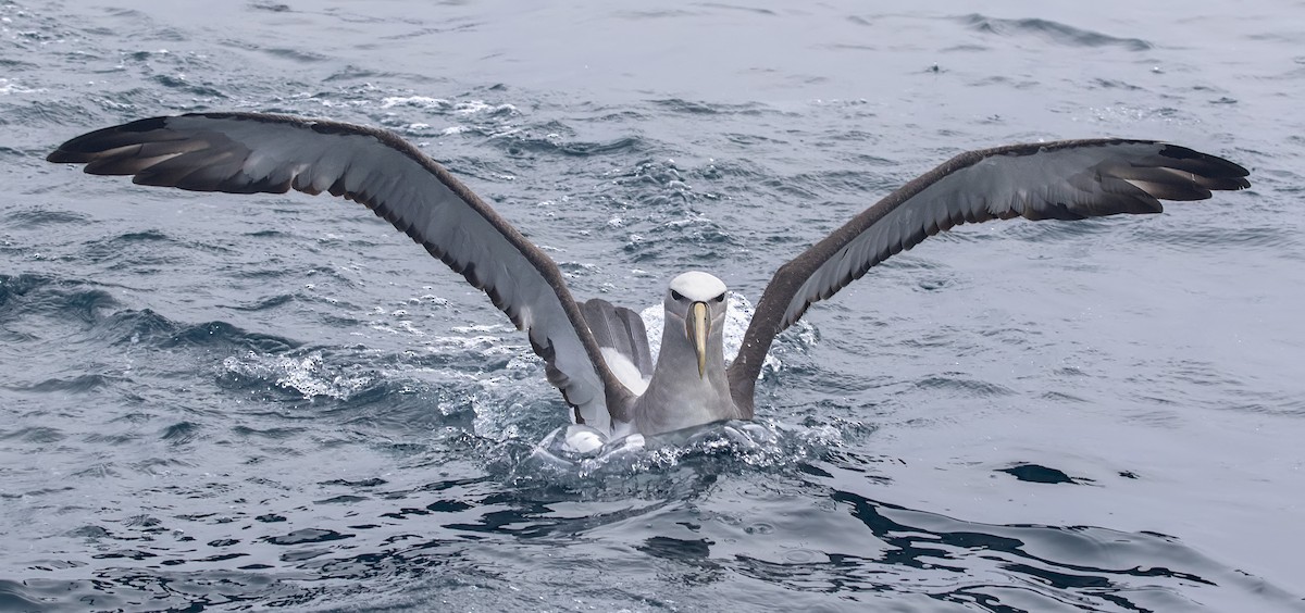 albatros snarský - ML167066441