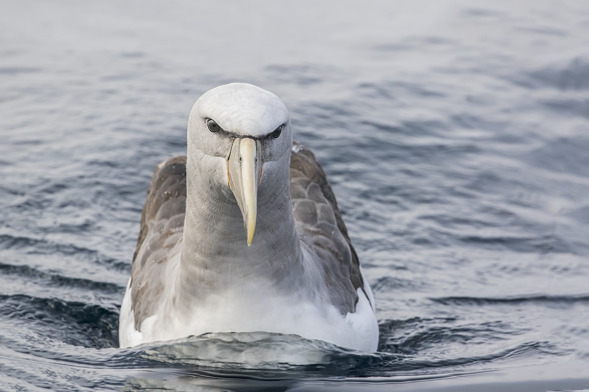 albatros snarský - ML167066451