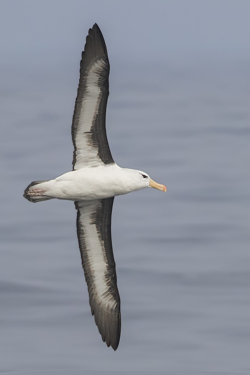 albatros černobrvý - ML167066481