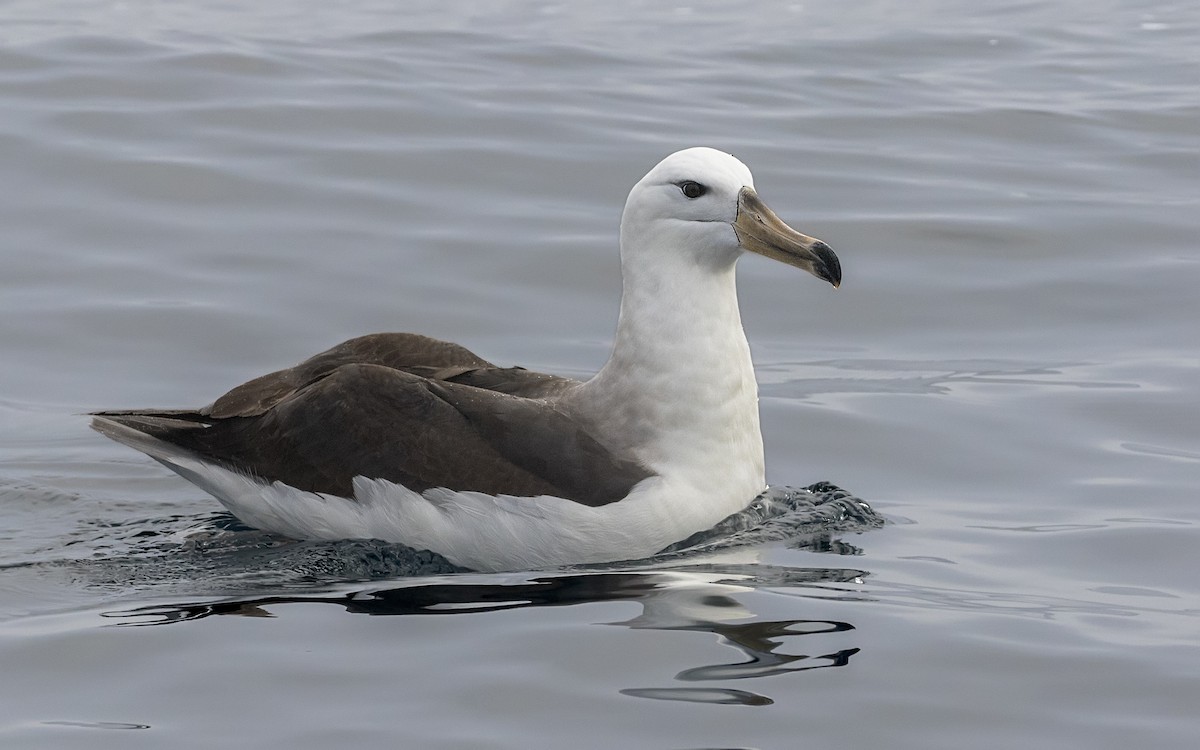 albatros černobrvý - ML167066491