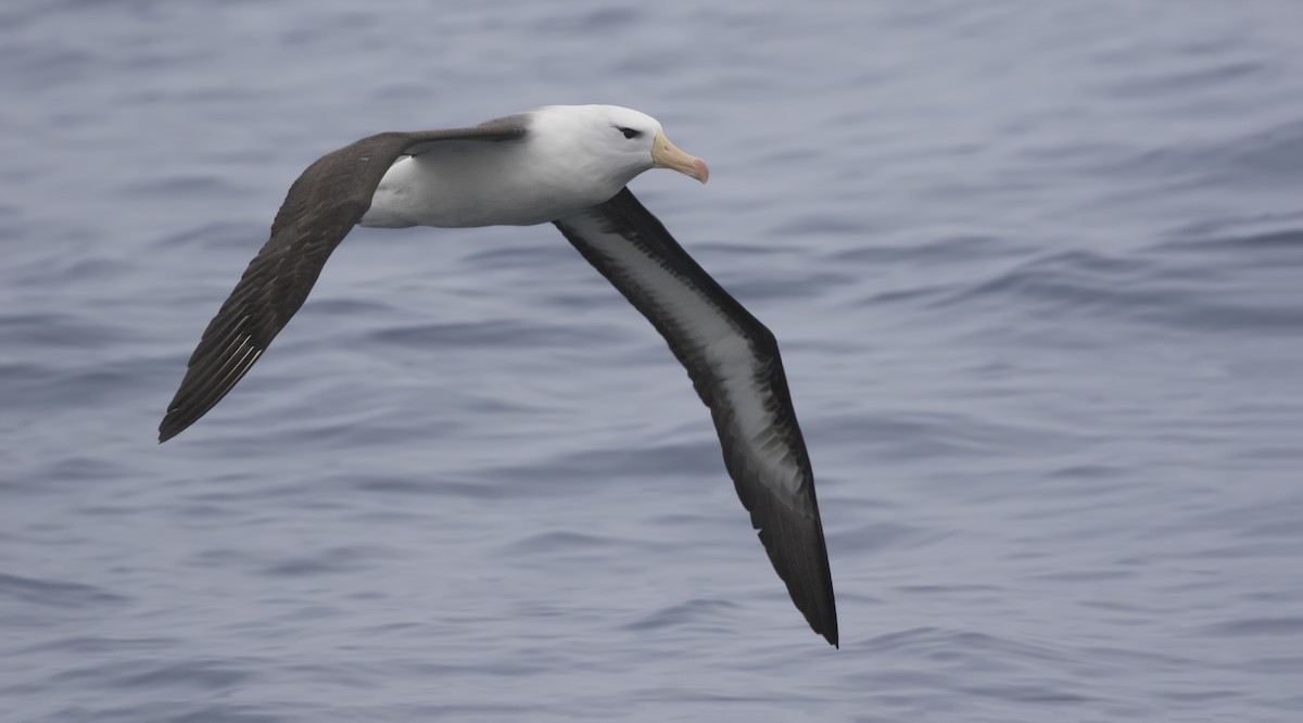 albatros černobrvý - ML167066501