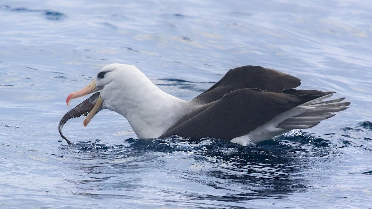 albatros černobrvý - ML167066511