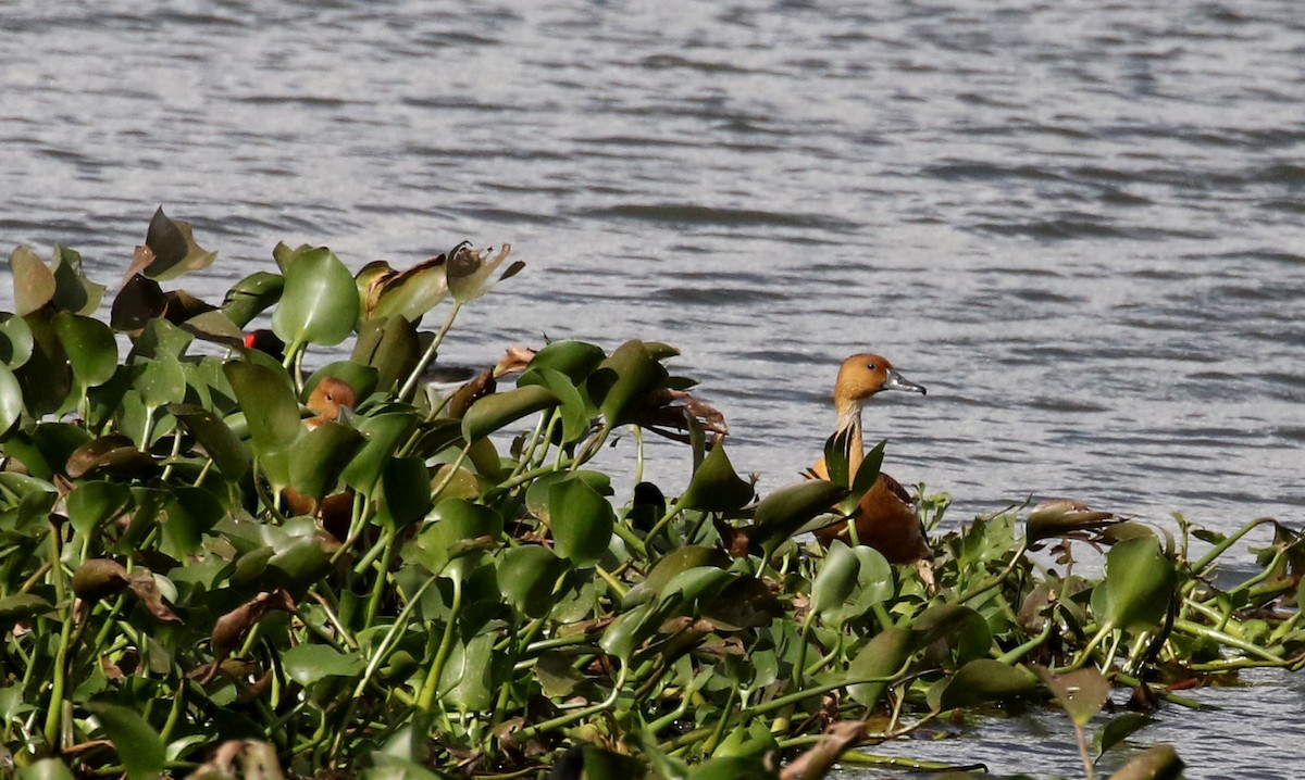 Fulvous Whistling-Duck - ML167069011