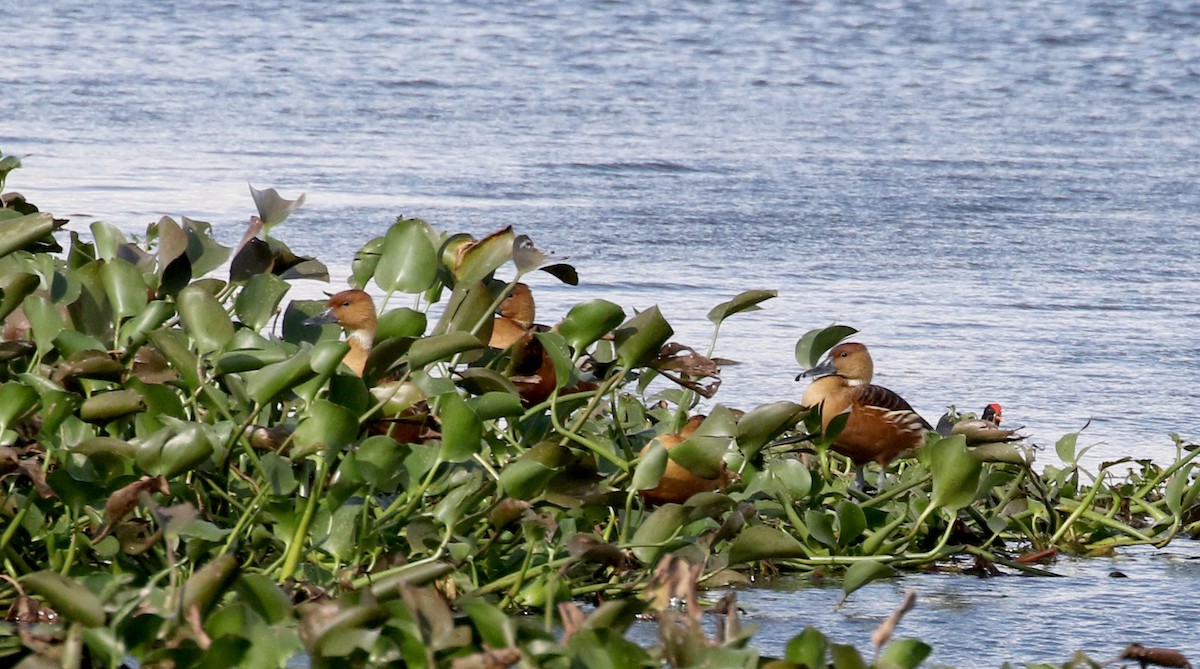 Fulvous Whistling-Duck - ML167070391