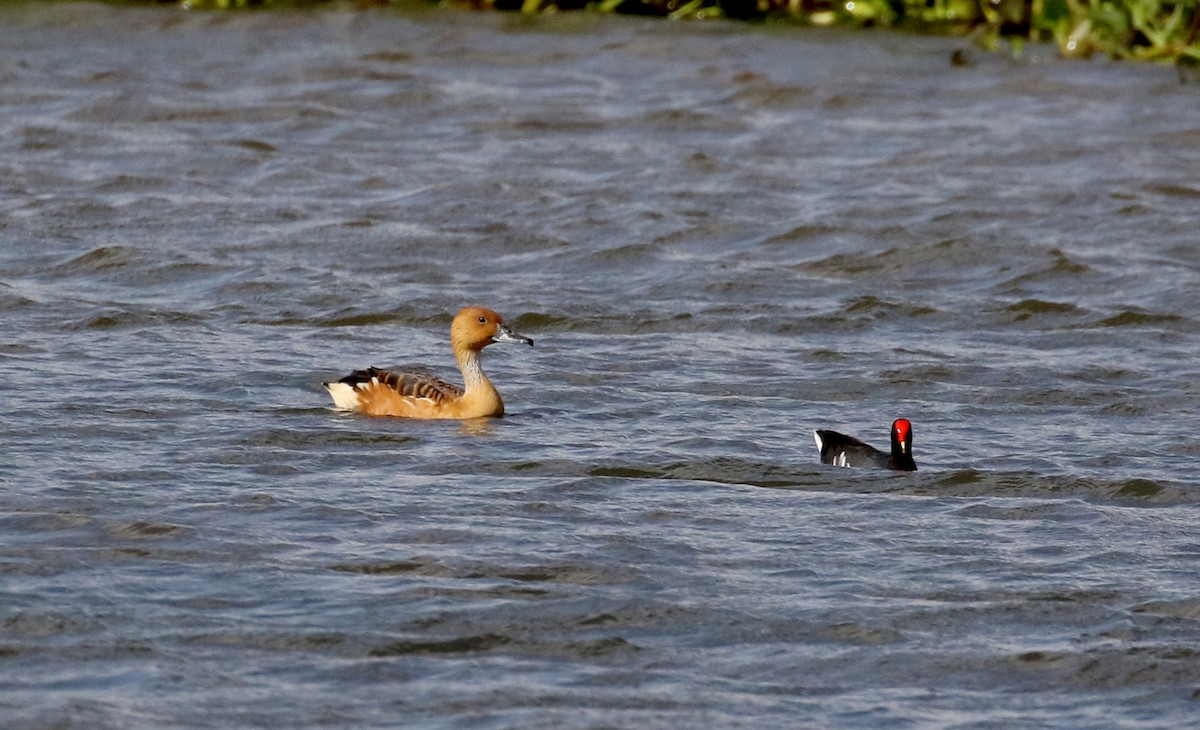Fulvous Whistling-Duck - ML167070471