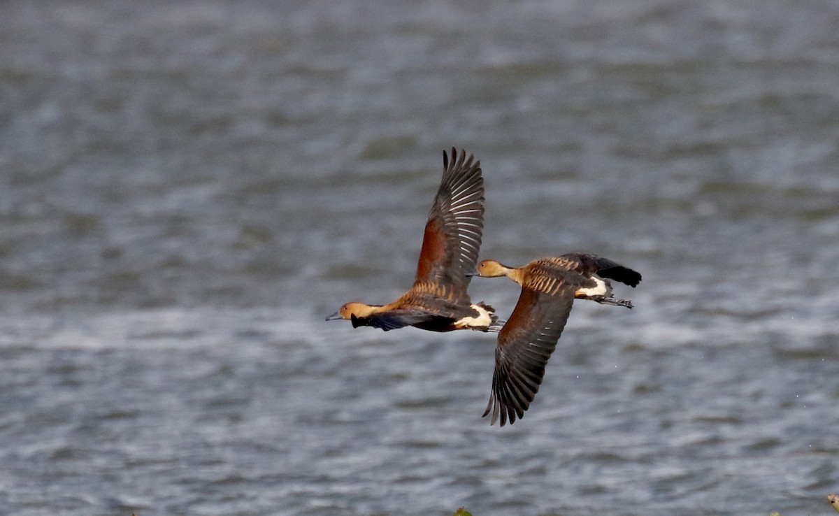 Fulvous Whistling-Duck - ML167070651