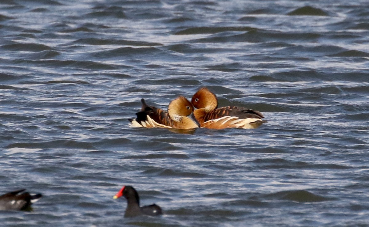 Fulvous Whistling-Duck - Jay McGowan