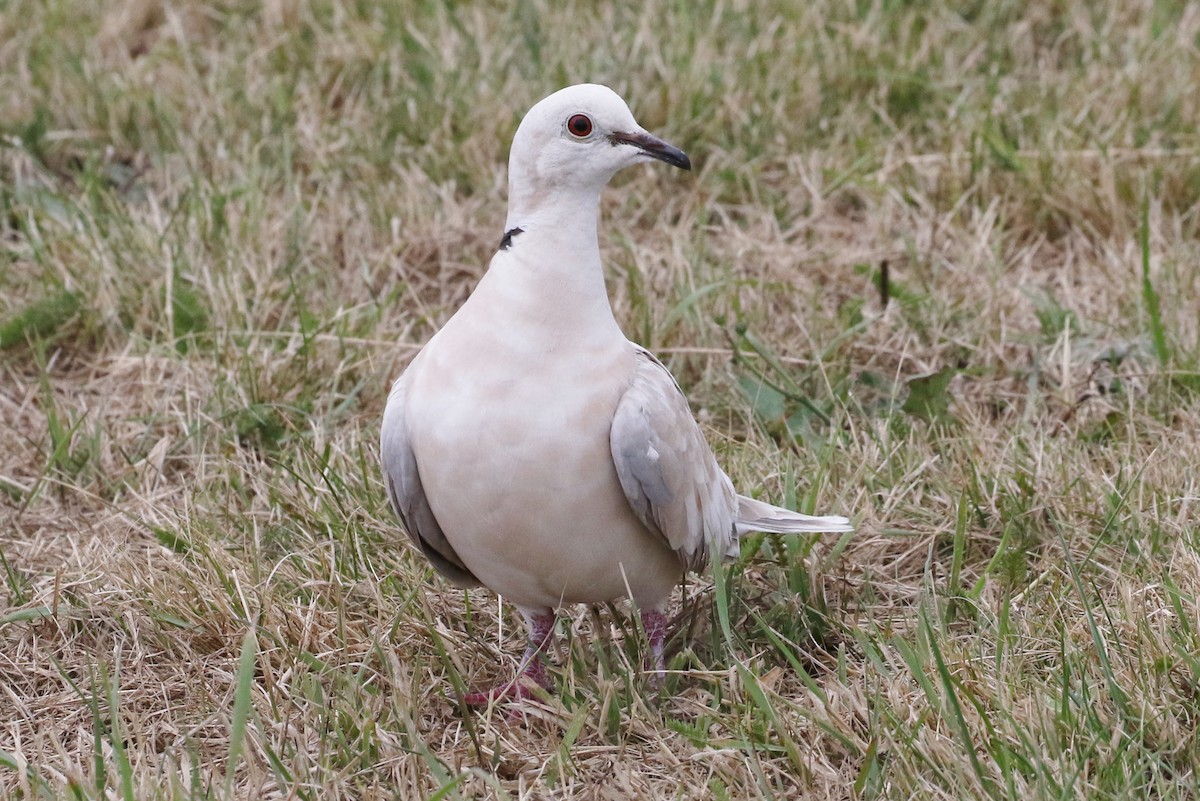 African Collared-Dove - ML167071591