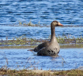Greater White-fronted Goose, ML167074521