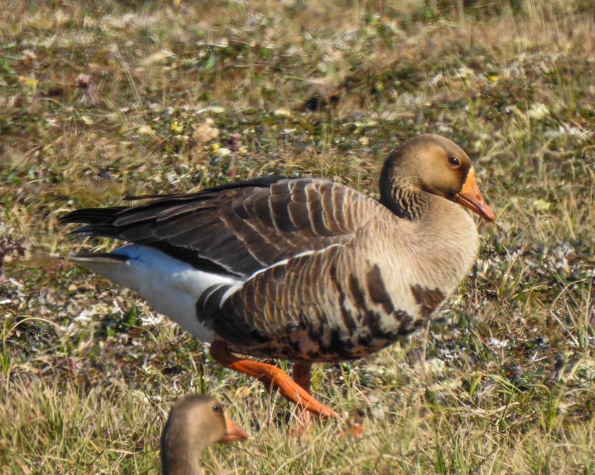 Greater White-fronted Goose - Pam Rasmussen