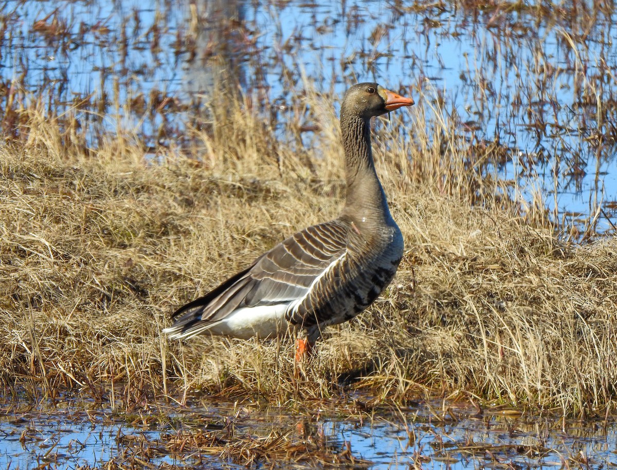 Greater White-fronted Goose - ML167078261