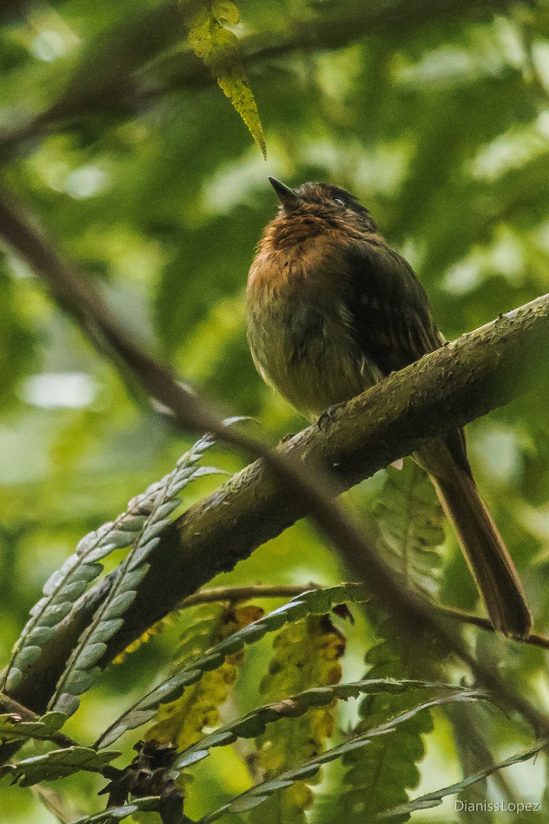 Rufous-breasted Flycatcher - Diana López G
