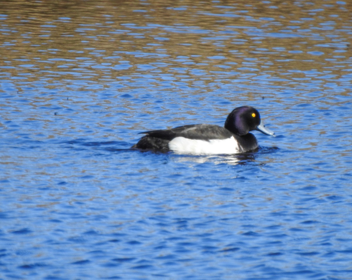 Tufted Duck - ML167079581