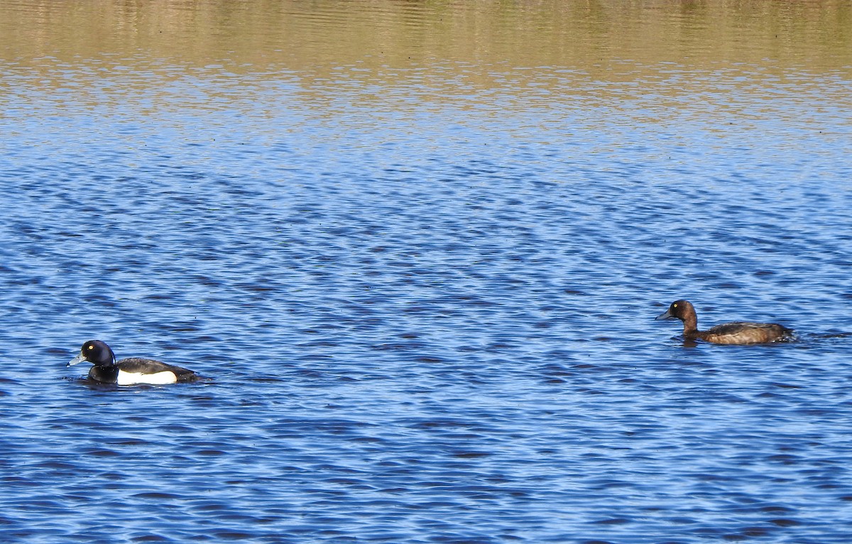 Tufted Duck - ML167079591
