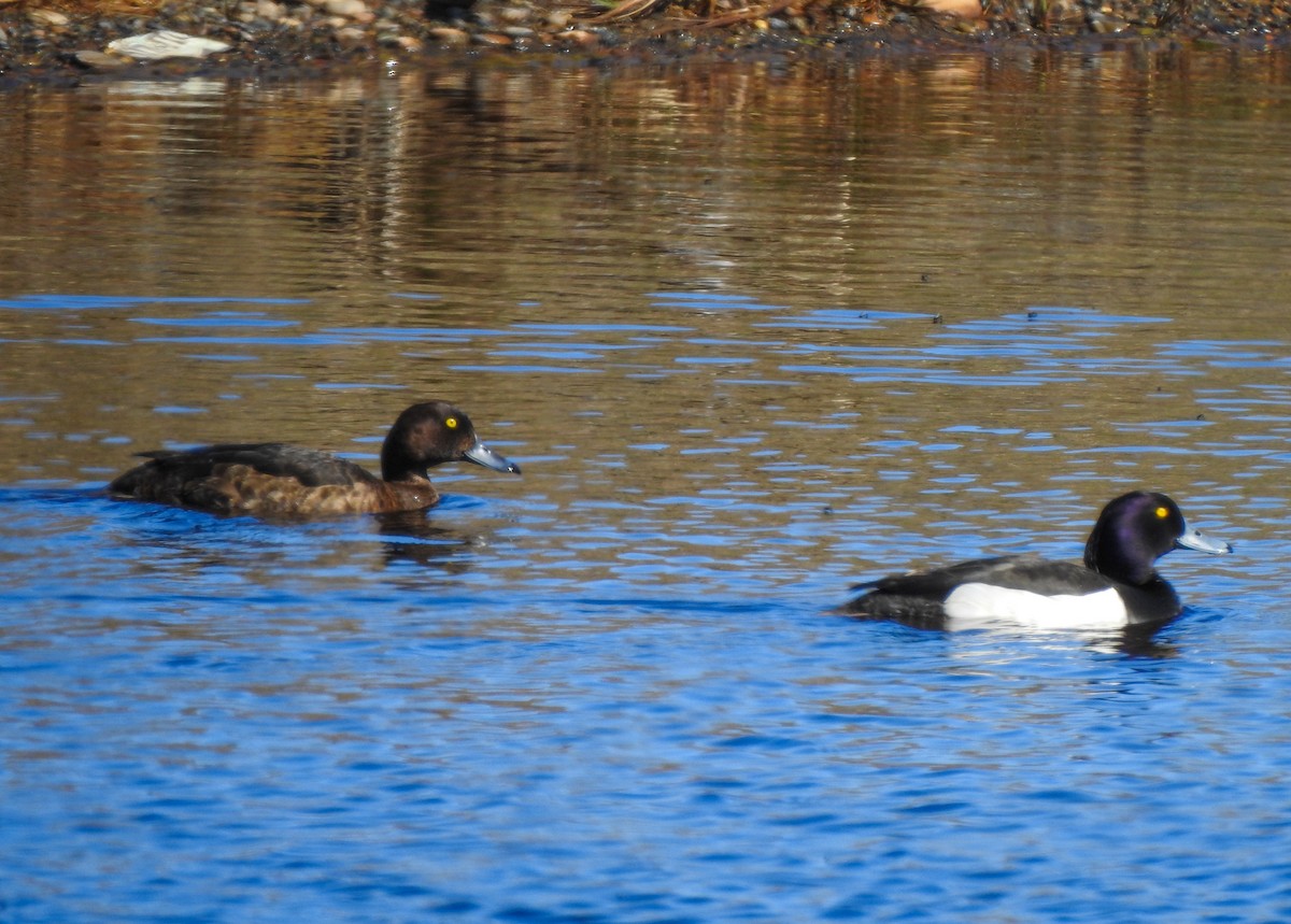 Tufted Duck - ML167079601