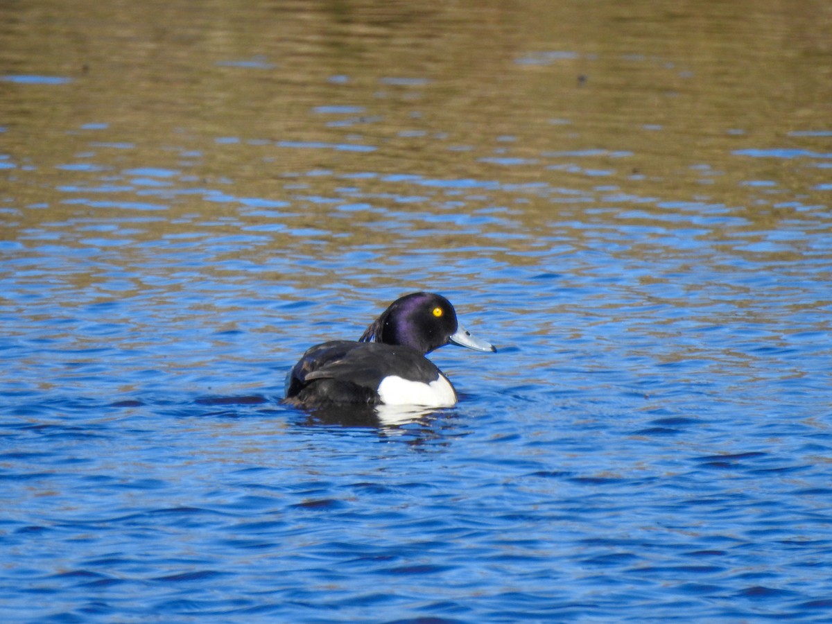 Tufted Duck - ML167079631