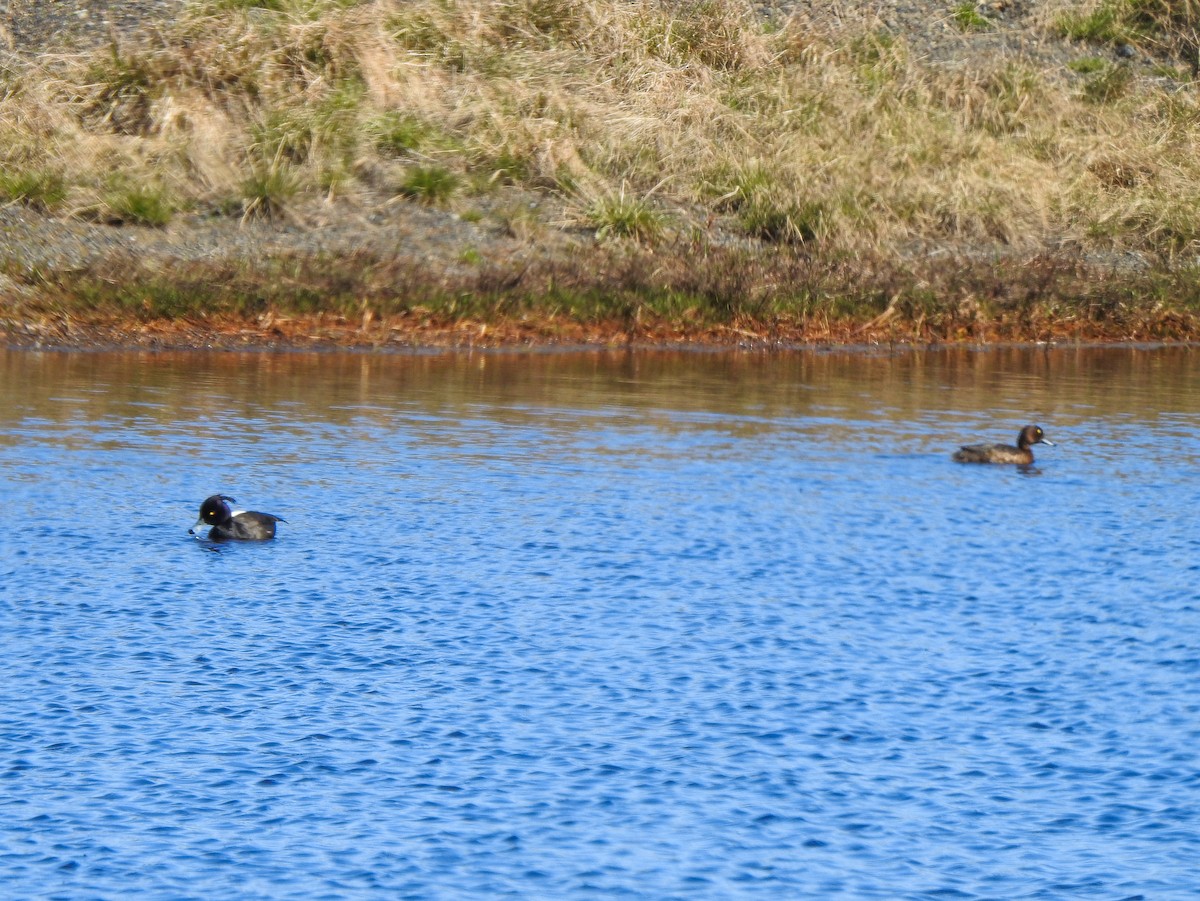 Tufted Duck - ML167079651