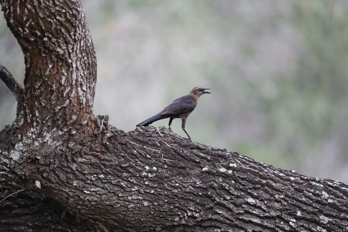 Great-tailed Grackle - ML167087111