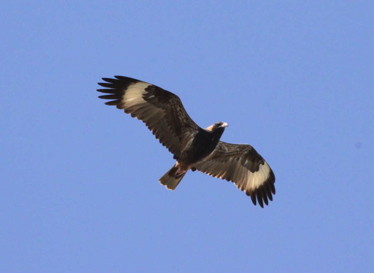Black-breasted Kite - ML167087461