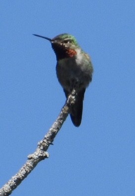 Broad-tailed Hummingbird - ML167089001