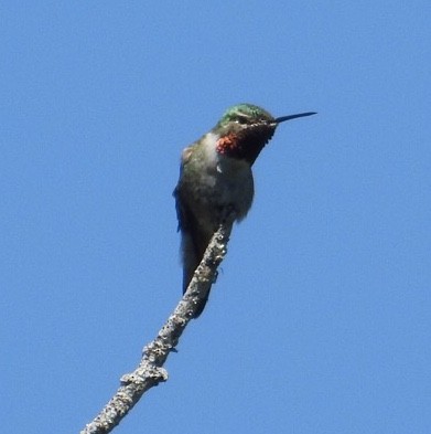 Broad-tailed Hummingbird - ML167089011