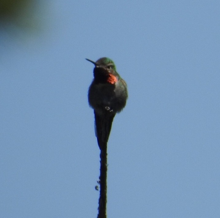 Broad-tailed Hummingbird - ML167089021