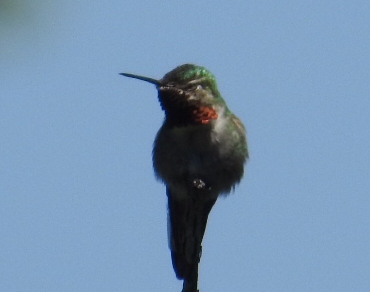 Broad-tailed Hummingbird - Mike Coulson