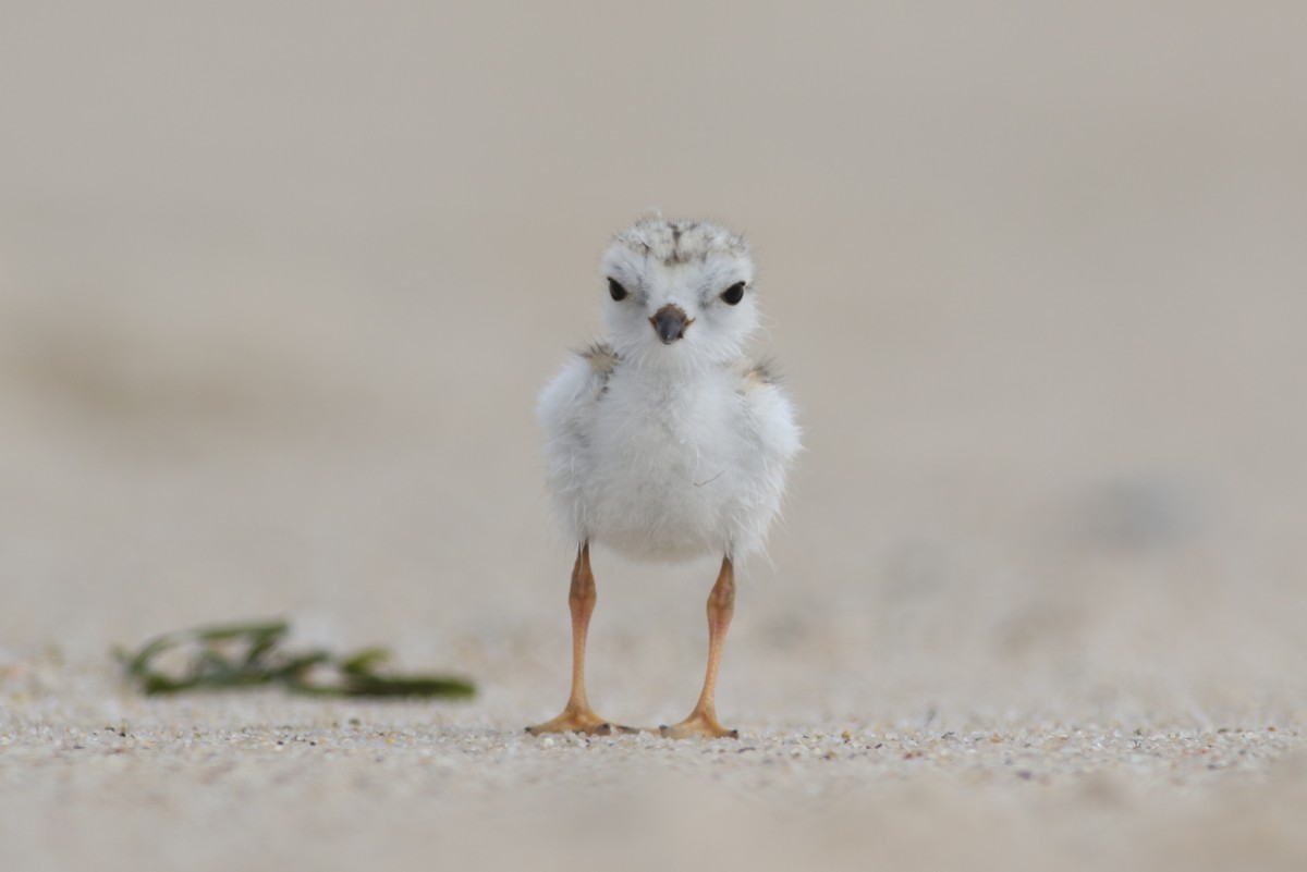 Piping Plover - ML167089071