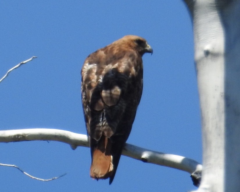 Red-tailed Hawk - ML167089121