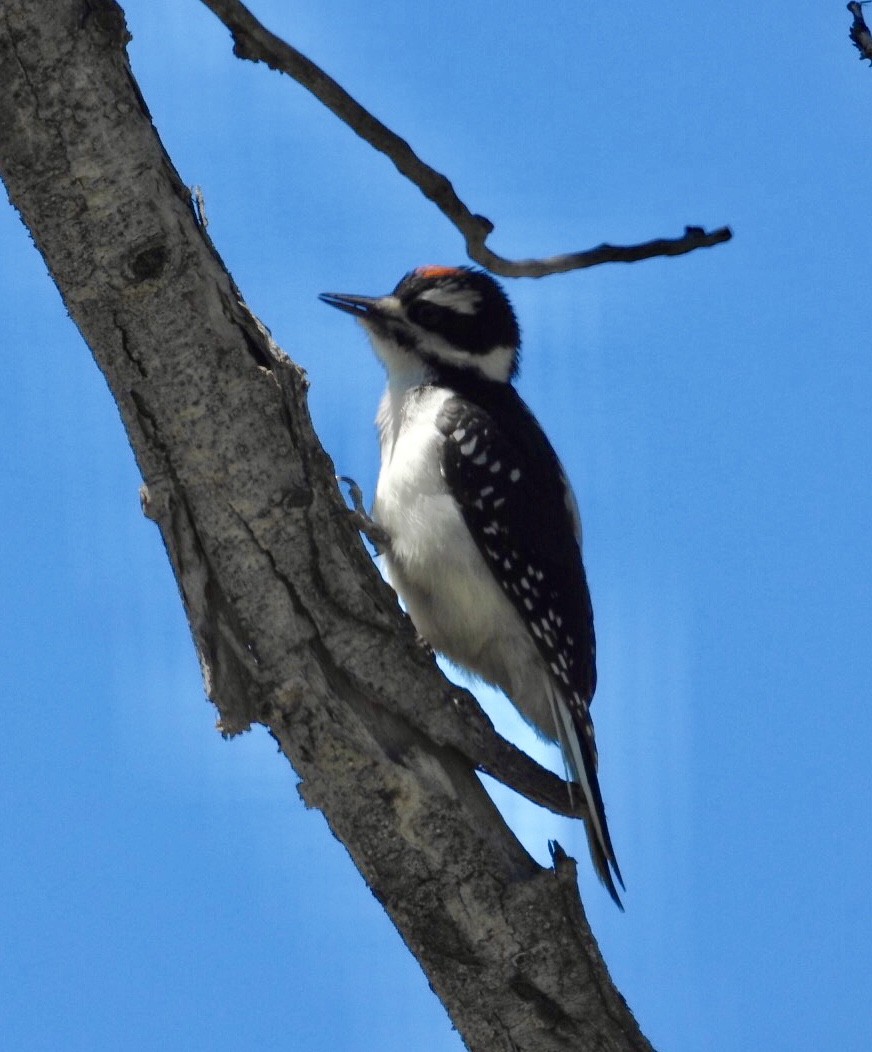 Hairy Woodpecker - ML167089281