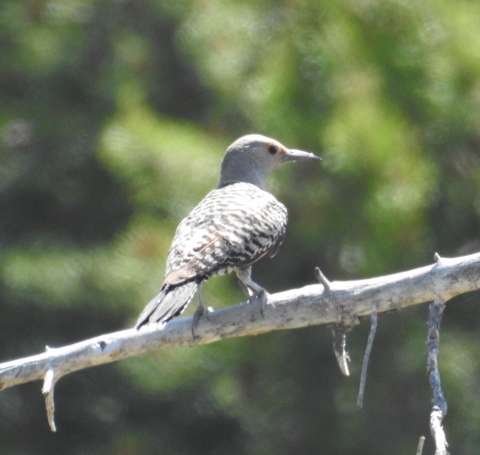 Northern Flicker (Red-shafted) - ML167089391