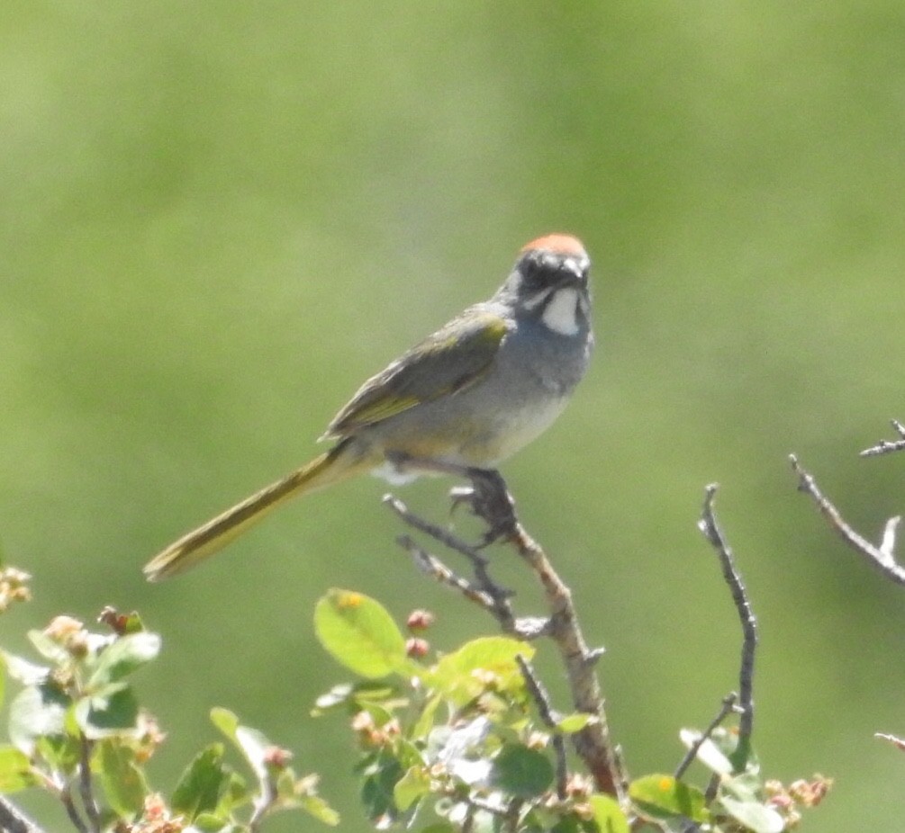 Green-tailed Towhee - Mike Coulson