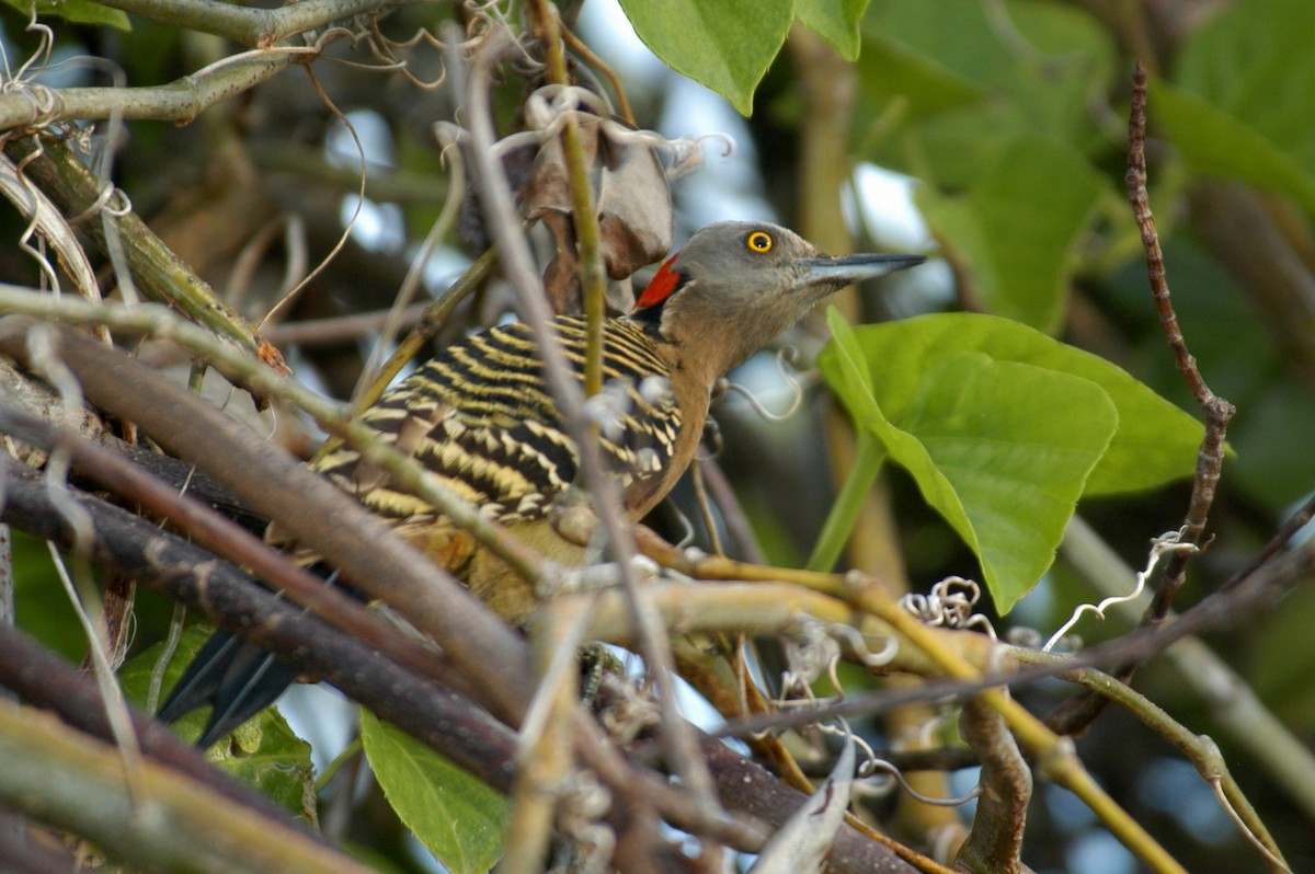 Hispaniolan Woodpecker - Nick  Kontonicolas